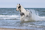 galloping Irish Tinker