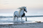 galloping Irish Tinker