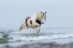 trotting Irish Tinker