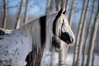 Irish Tinker in Winter
