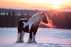 Irish Tinker in Winter