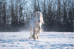 Irish Tinker in Winter