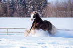 Irish Tinker in Winter
