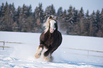 Irish Tinker in Winter