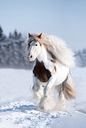 Irish Tinker in Winter