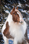 Irish Tinker in Winter