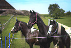 Irish Tinker with Friesian horse