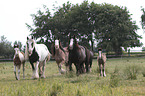 herd of Irish Tinker horses
