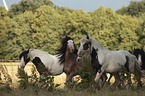 herd of Irish Tinker horses