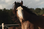Irish Tinker Portrait