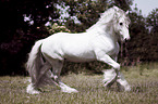 galloping Irish Tinker