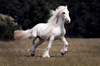 galloping Irish Tinker