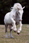 galloping Irish Tinker