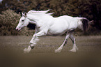 galloping Irish Tinker