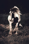 galloping Irish Tinker