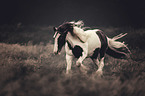 galloping Irish Tinker