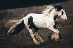 galloping Irish Tinker