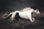 galloping Irish Tinker