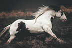 galloping Irish Tinker