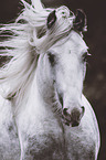 Irish Tinker portrait