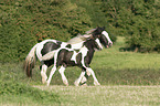 Irish Tinker