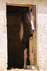 Irish Tinker