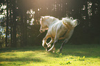 Irish Tinker runs across the pasture