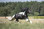 galloping Irish Tinker stallion