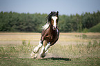 galloping Irish Tinker stallion