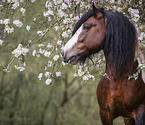 Irish Tinker Portrait