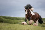 galloping Irish Tinker