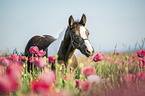 Irish Tinker Foal
