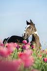 Irish Tinker Foal