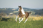 Irish Tinker Foal