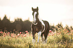 Irish Tinker Foal