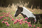 Irish Tinker Foal