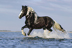 galloping Irish Tinker