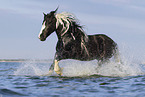galloping Irish Tinker