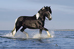 trotting Irish Tinker