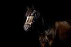 Irish Tinker Portrait