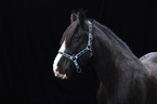 Irish Tinker Portrait