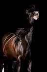 Irish Tinker Portrait