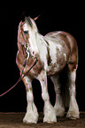 Irish Tinker