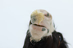 Irish Tinker mouth