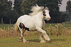 Irish Tinker gelding