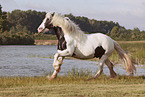 Irish Tinker gelding