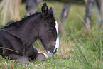Irish Tinker