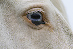 Irish Tinker eye