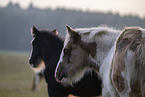 Irish Tinker Foals