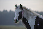 Irish Tinker Foal